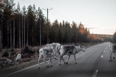 Reindeer crossing the road