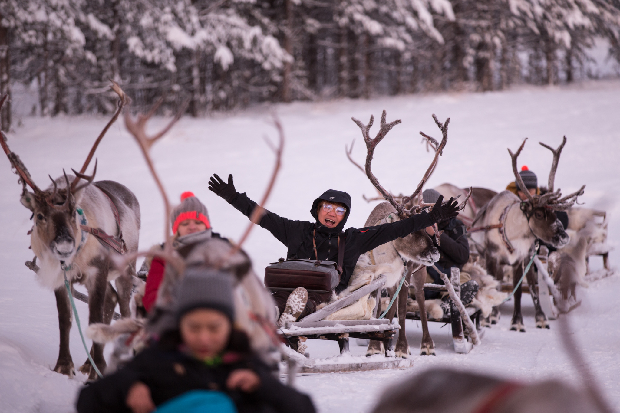 Porosafarilla Inarin Porofarmilla, kuvassa poroja ja turisteja. kuva: jouni männistö