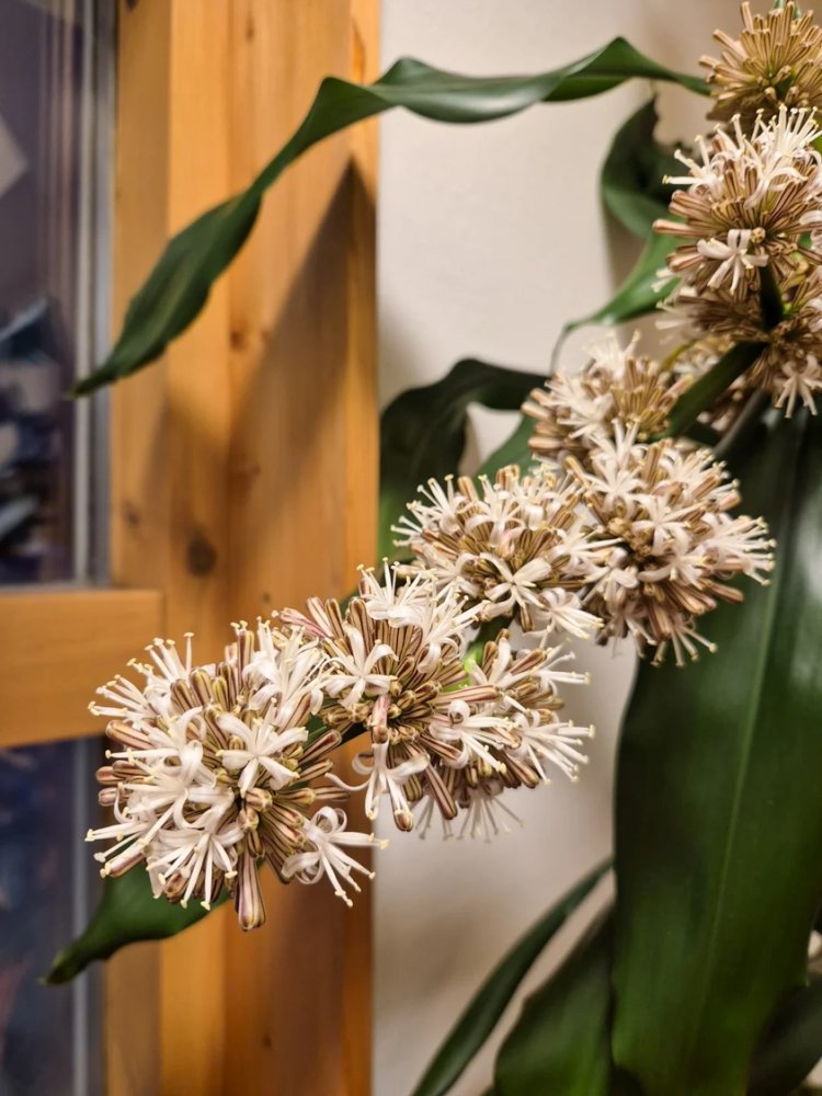 No nyt on mahdollisuus todistaa harvinaista kasvikunnan tapahtumaa – Ivalon kirjaston traakkipuu päätti ryhtyä kukkimaan...