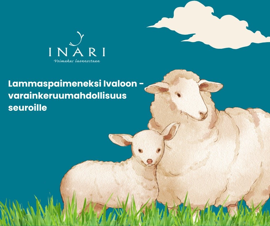 Lampaat palaavat tuttuun tapaan laiduntamaan Ivalo...