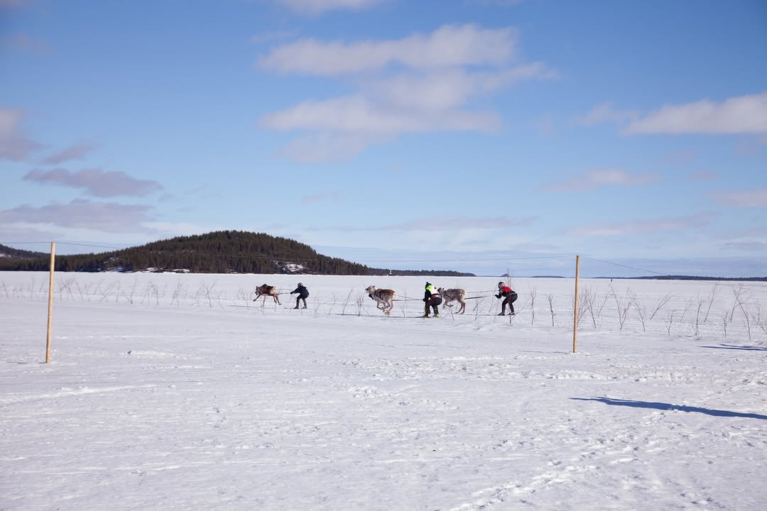 Juhlavuoden porokuninkuus ratkesi viime viikonlopp...