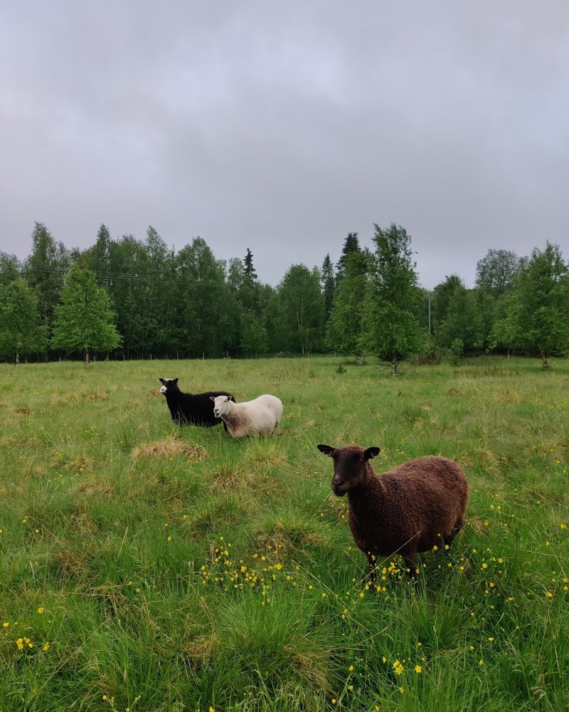Niin tuli lampaiden kesä Ivalossa päätökseen ja vi...