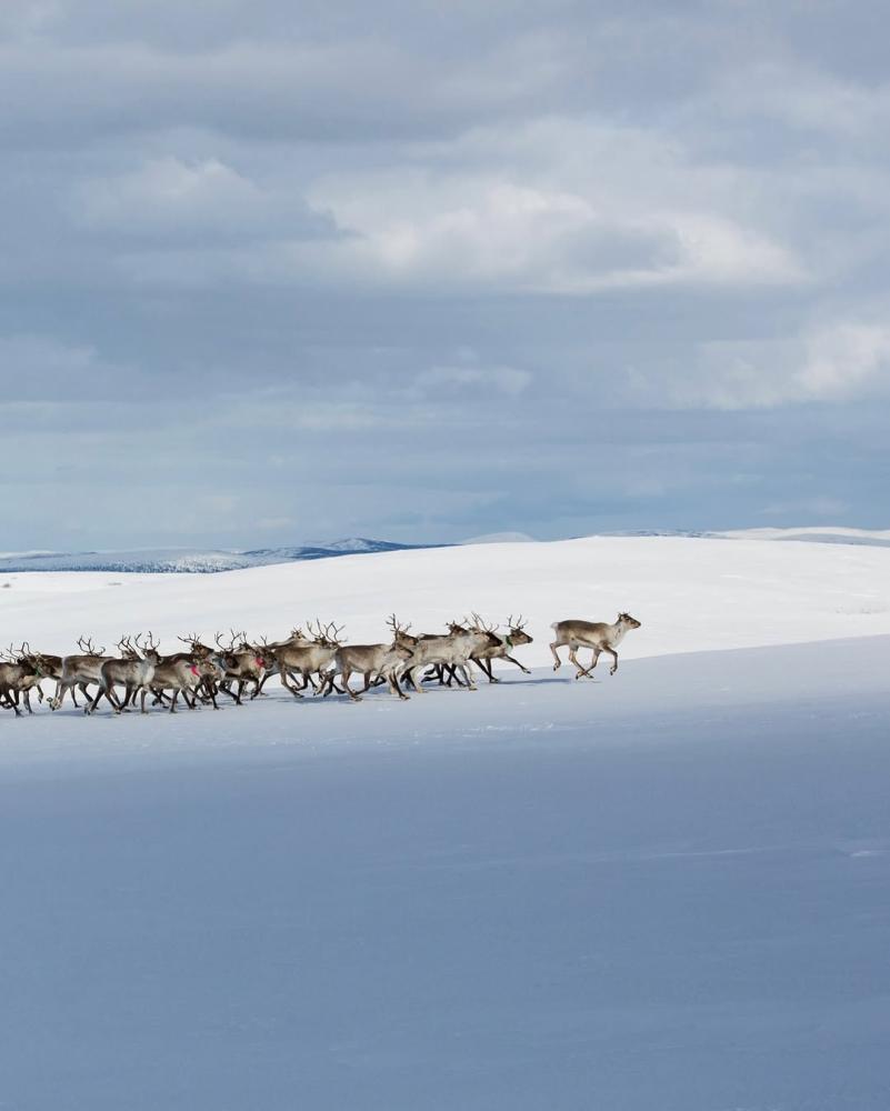 Buori sámi álbmotbeaivvi! Pyeri säämi aalmugpeivi!...