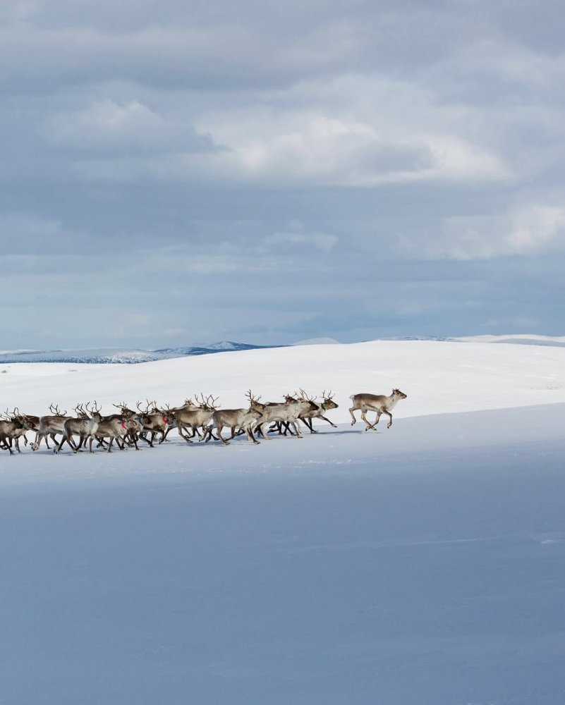 Buori sámi álbmotbeaivvi! Pyeri säämi aalmugpeivi!...