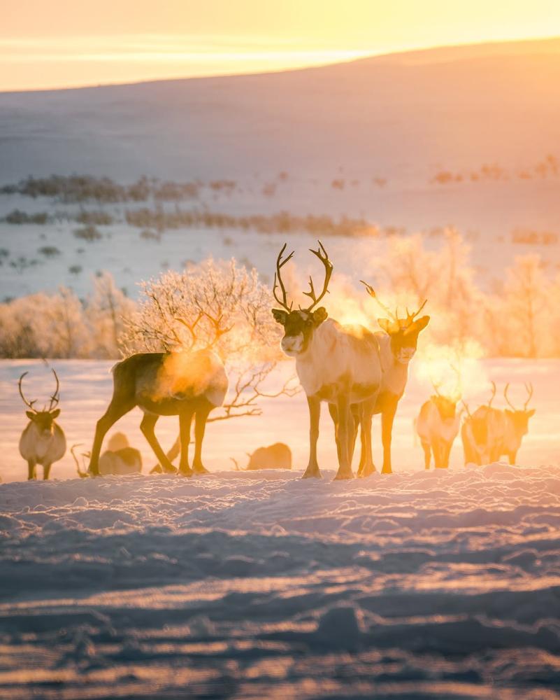 Where will you take your pack this winter? Even th...