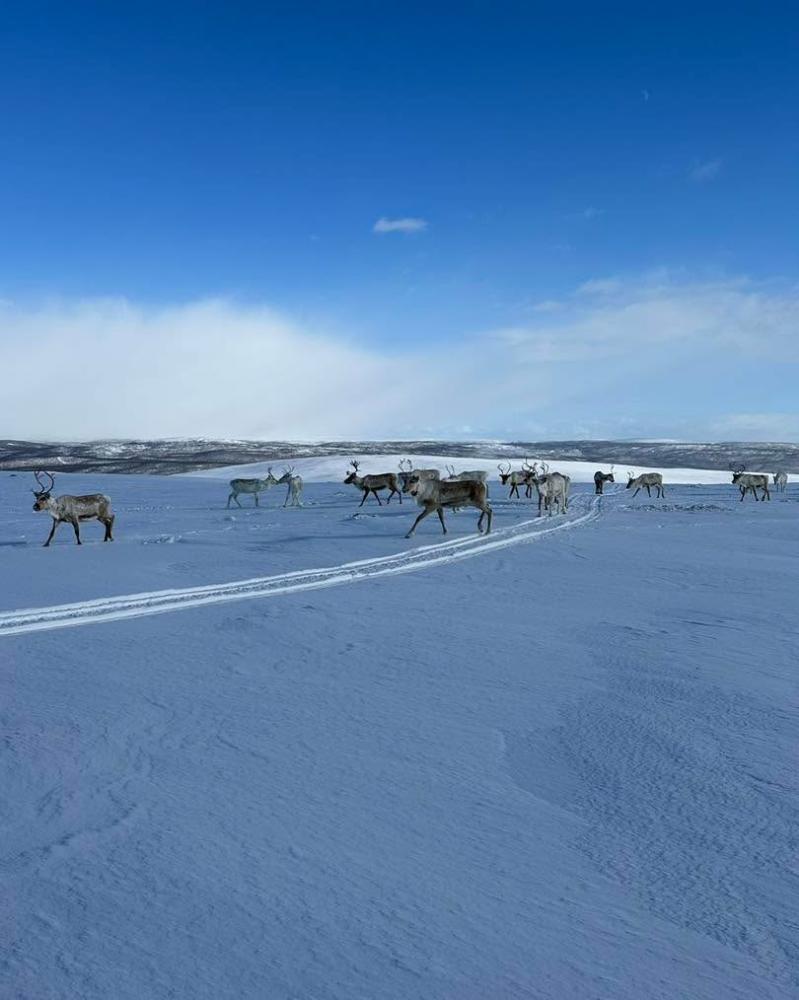 Happy Independence Day Finland! 🇫🇮 Hyvää itsenäisy...