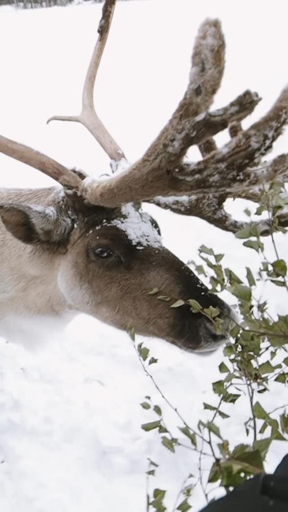 Only three weeks to go until Christmas, and the re...